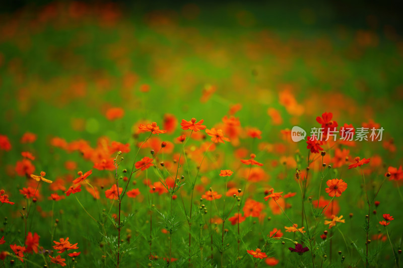 唯美格桑花花丛