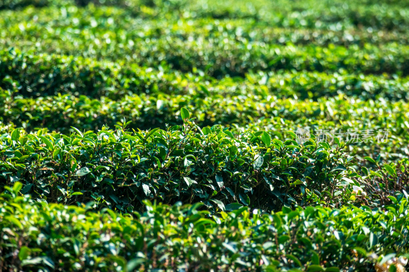 惠州柏塘绿茶茶园清晨时分茶树上的新鲜嫩芽