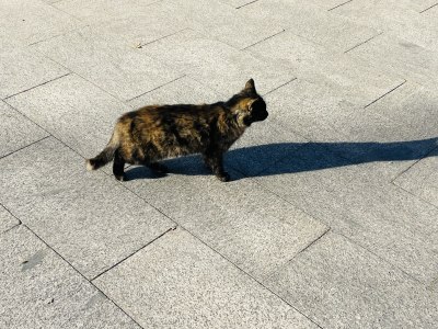 公园流浪猫玳瑁色狸花猫野猫