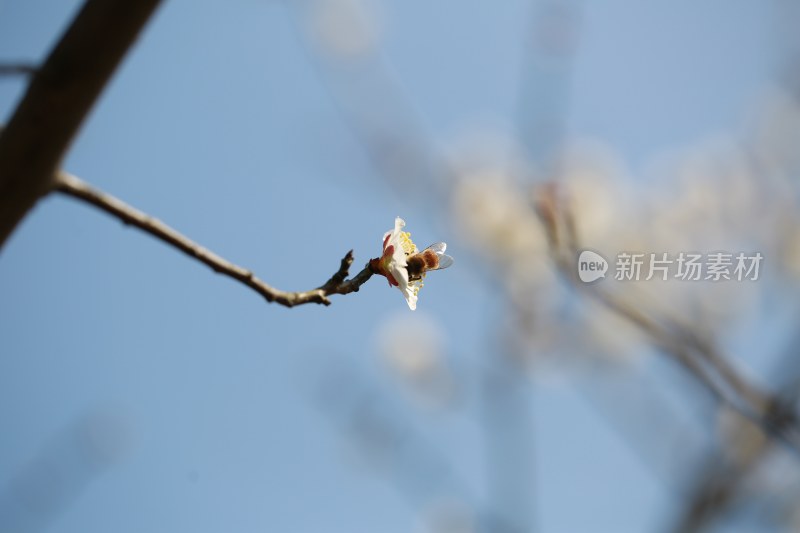 梅花 春梅绽放