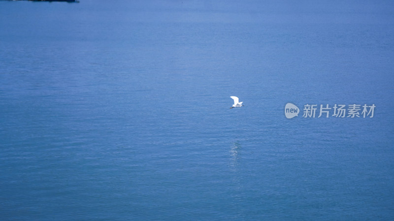 海边大海平潭海鸟渔船