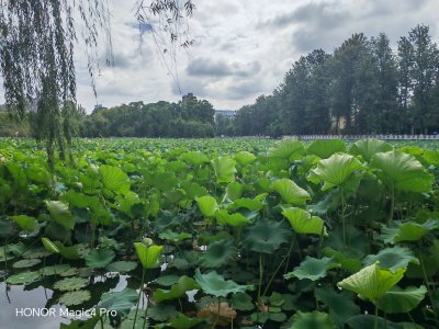 昆明翠湖莲花美景