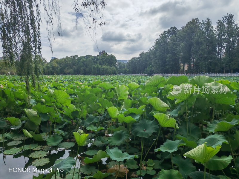 昆明翠湖莲花美景