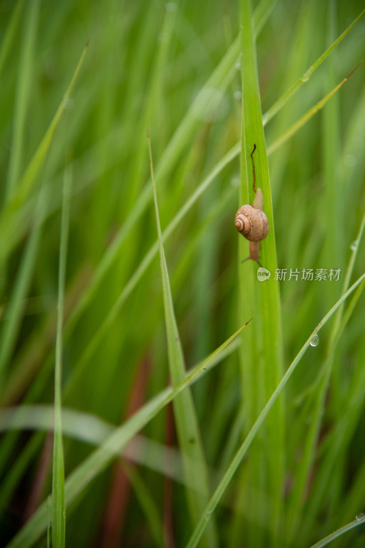 绿草水珠