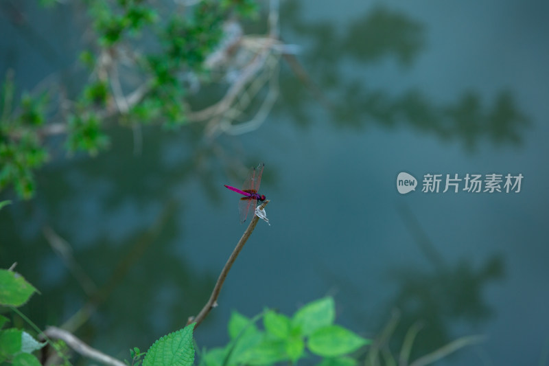 红蜻蜓停立在水面上