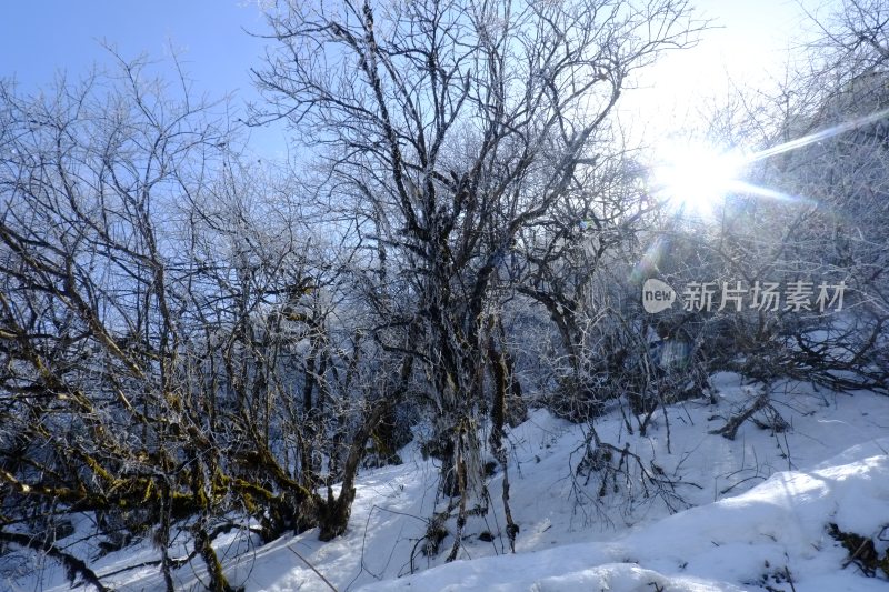 冰雪覆盖树木的冬日山林景象