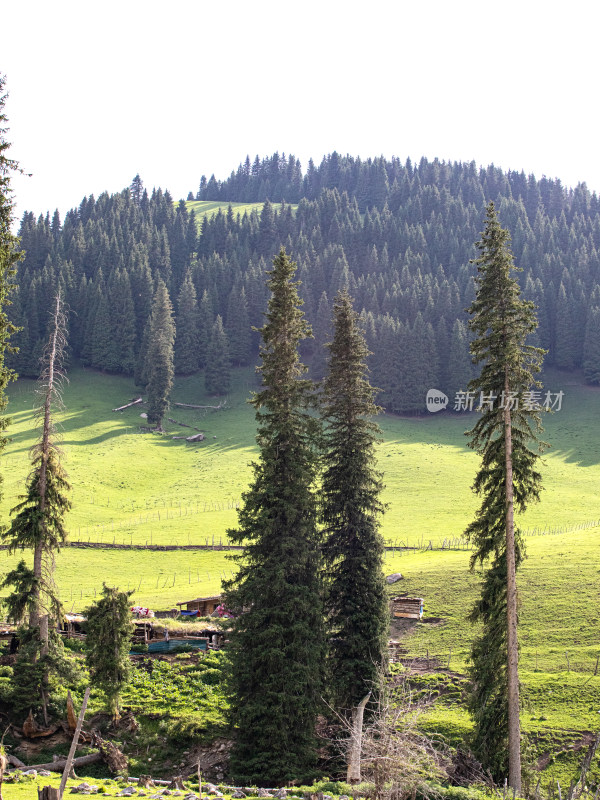 夏天新疆伊犁绿色的大草原和树木的自然风景