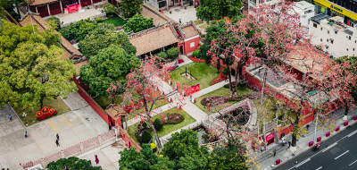 中国广东省广州市越秀区农讲所木棉花