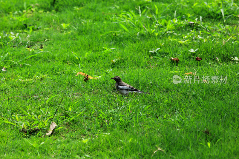 草地上觅食的一只小鸟