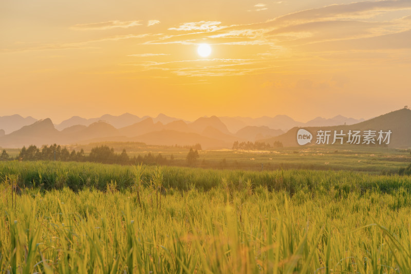 柳州穿山镇-夕阳下的甘蔗地与群山