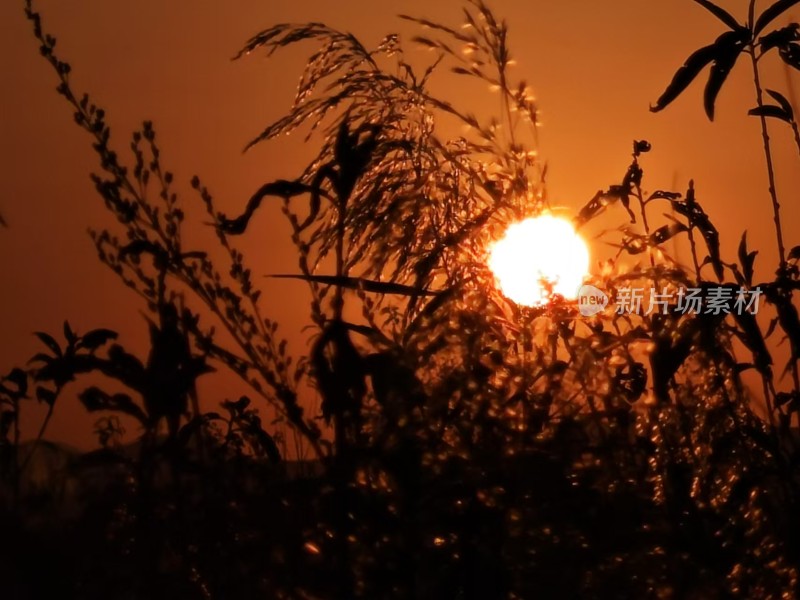 夕阳与小草的叠加