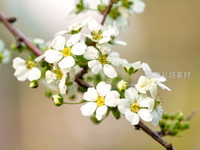 春天的绣线菊小白花特写