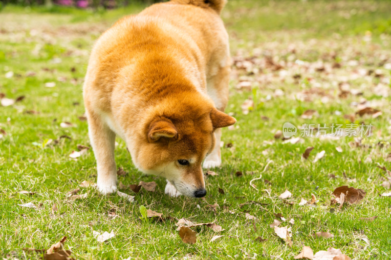 日可爱的本柴犬狗狗在公园草地上觅食