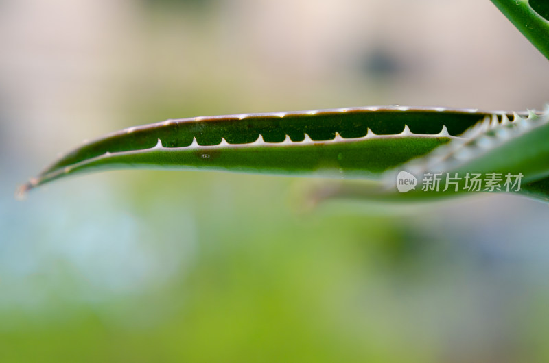 植物叶片微距特写