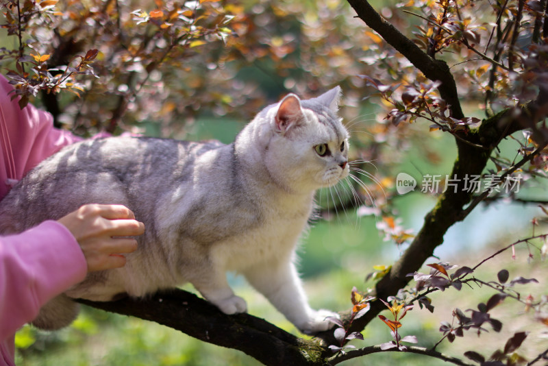 爬在树枝上的英国短毛猫银渐层