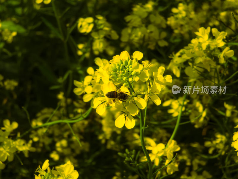 蜜蜂采蜜黄色油菜花特写