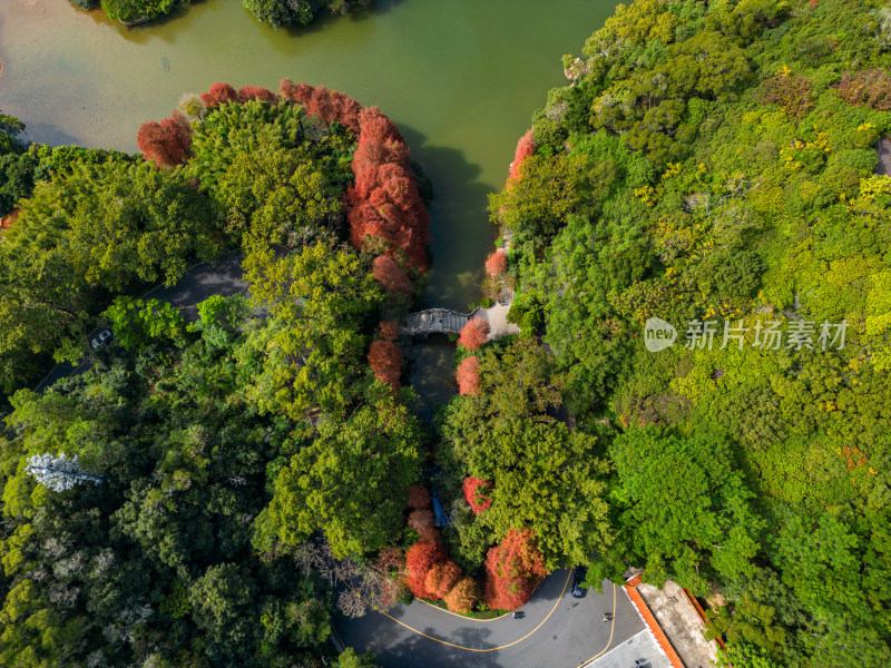 深圳仙湖植物园落羽杉