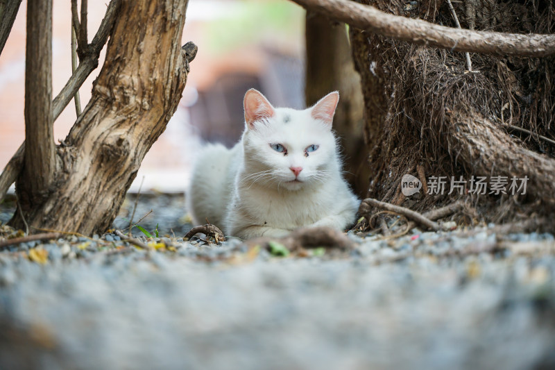 白色的猫躺在街道边休息