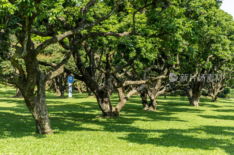 荔枝林、荔枝树