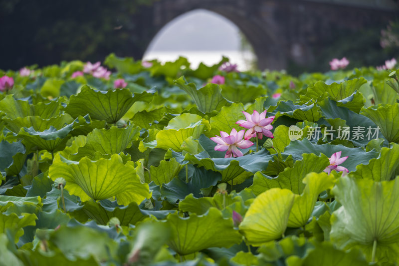 杭州西湖风景区曲院风荷荷花风景