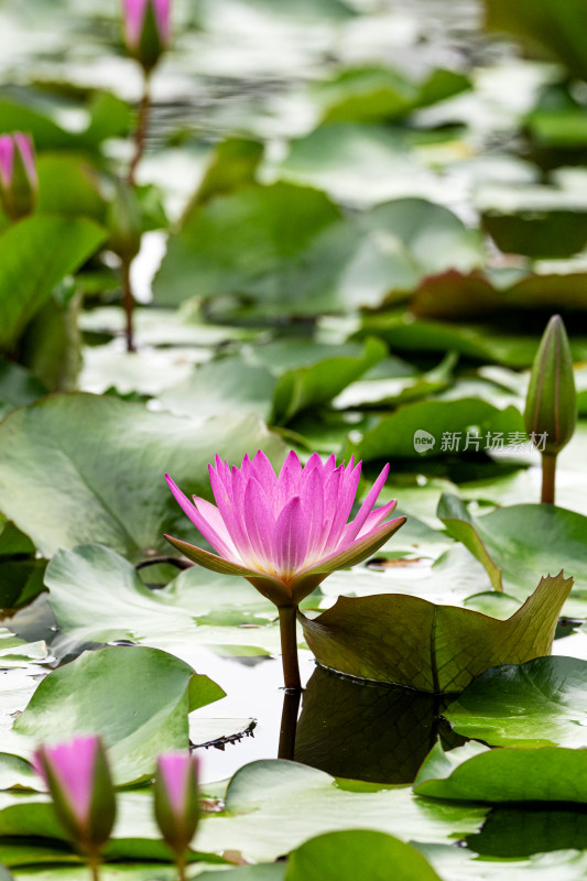 荷花,红睡莲