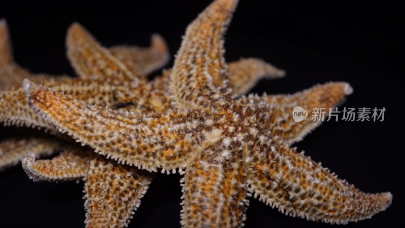 海鲜泡酒海星干脱水海星