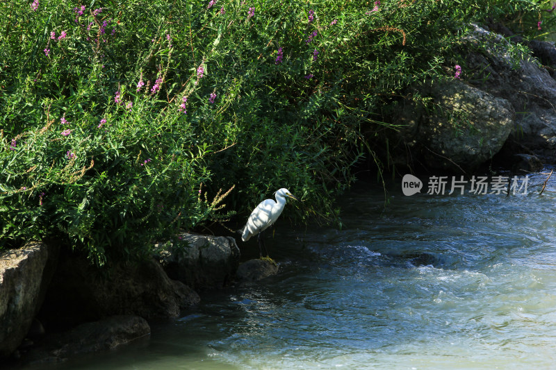 夏日公园河边捕食的白鹭