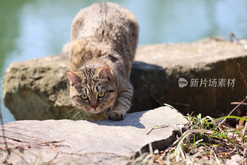 杭州西湖花港观鱼的流浪猫狸花猫