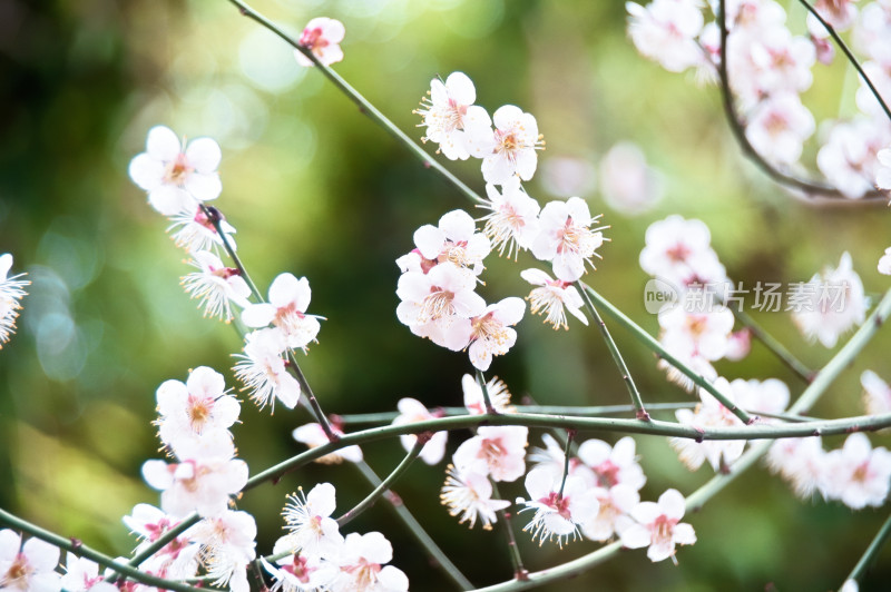 盛开的白色梅花特写