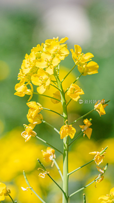 微距拍摄下的一束盛开的黄色油菜花