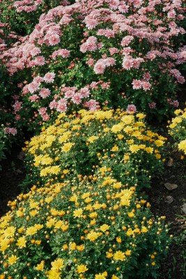 北京国家植物园菊花展