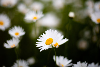 实拍菊花雏菊特写