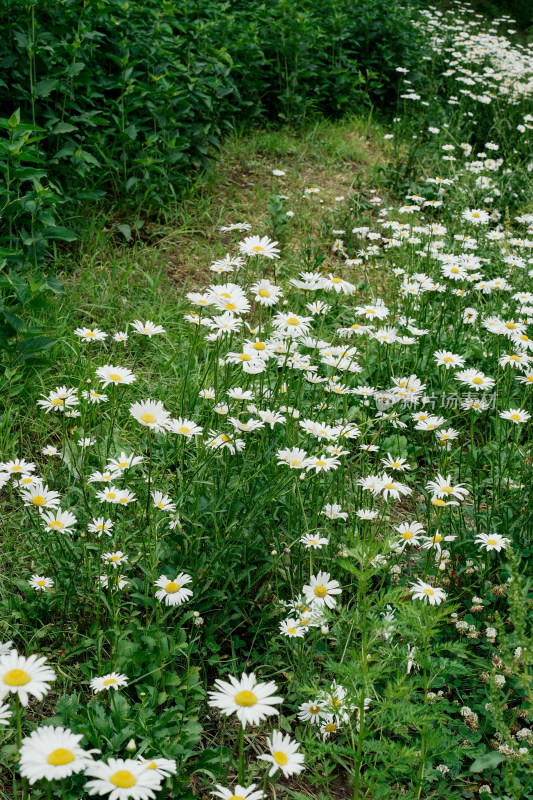 北京北坞公园雏菊