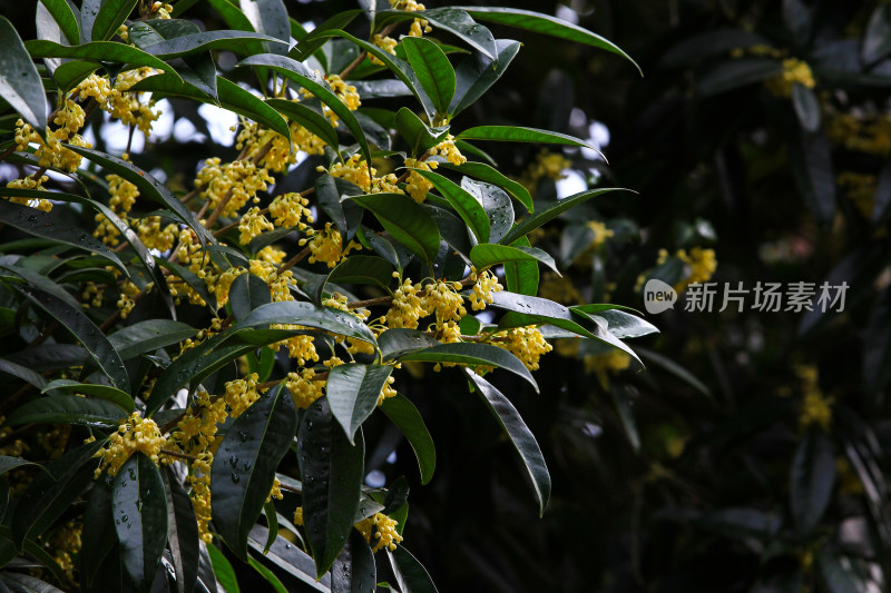 金秋时节桂花盛开