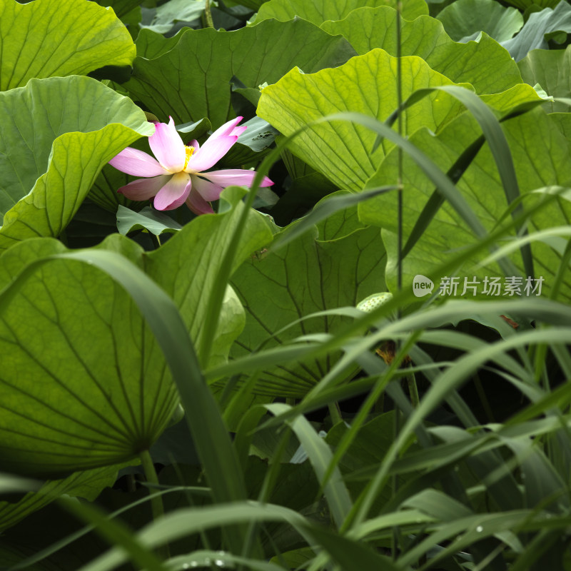 接天莲叶无穷碧（荷花，莲花）