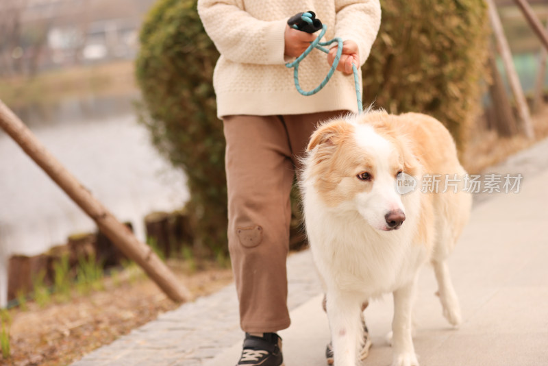 一个小男孩牵着他的宠物边境牧羊犬