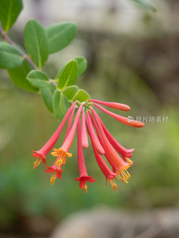 春天的藤本植物忍冬花