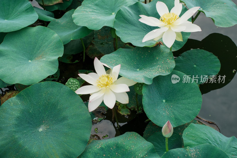 北京圆明园夏天盛开的荷花