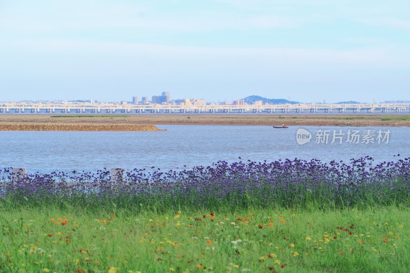 泉州海滨公园 大海与马鞭草