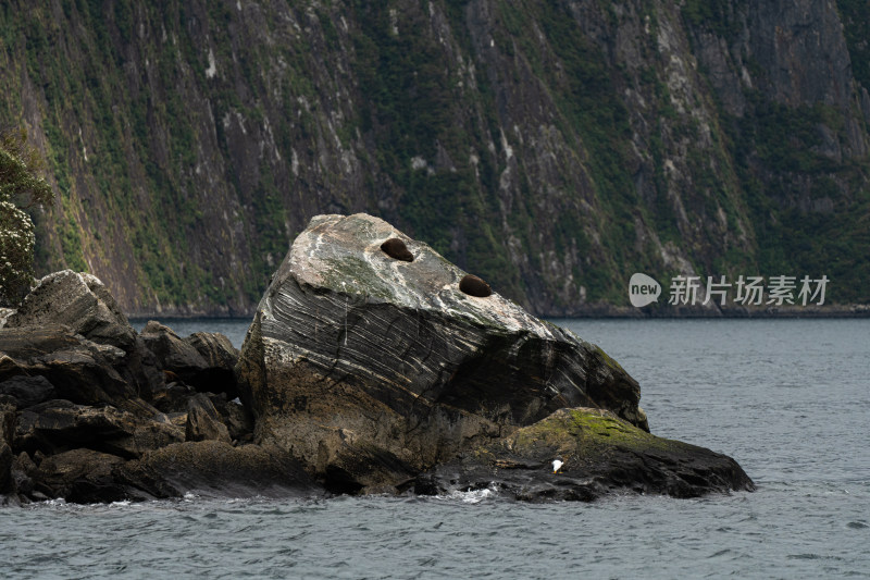 新西兰米佛峡湾Milford Sound野生海豹