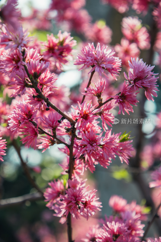 春天枝头绽放的粉红色菊花桃