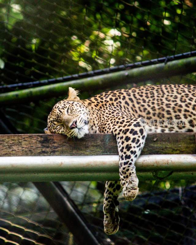 野生动物豹子猎豹猎食动物