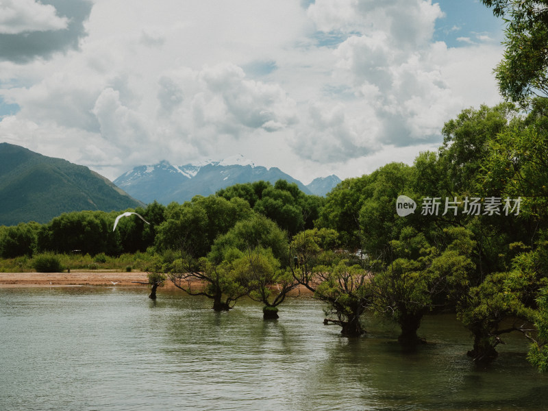 新西兰Glenorchy格林诺奇湖边小树