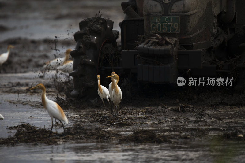 生态湿地白鹭与城市化进程