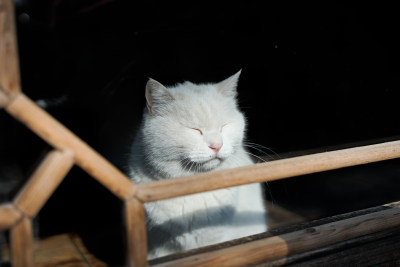 白猫坐在窗户后面