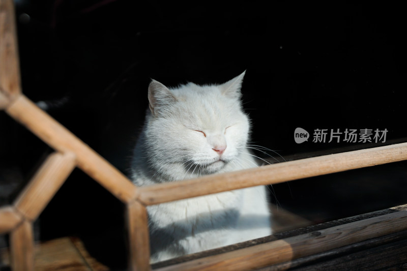 白猫坐在窗户后面