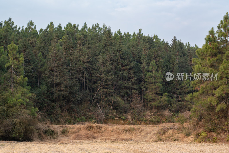 松树林与荒草地相间的自然景观