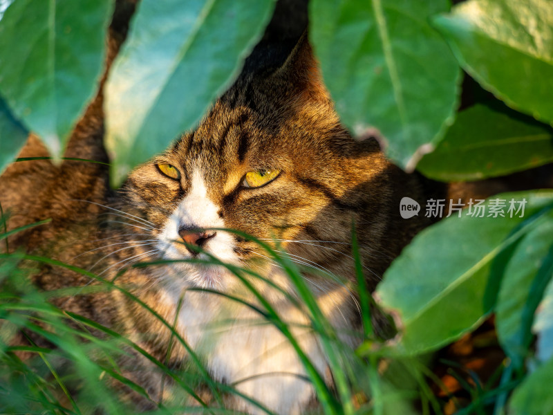 草丛中慵懒休憩的花猫特写