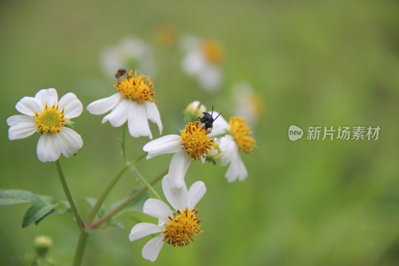 广东东莞：白花鬼针草