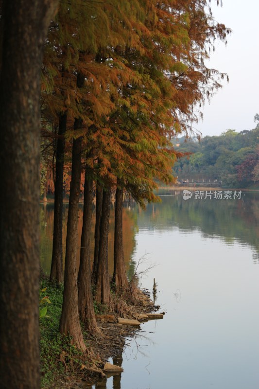 湖边秋日水杉林景致